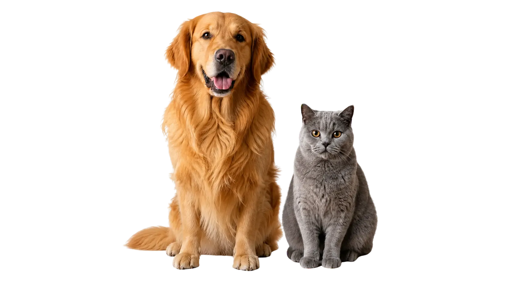 Pet product formula development and manufacturing with Morika Pet Golden retriever and British Shorthair cat with pet food packaging, bowls, and fresh ingredients on a studio table